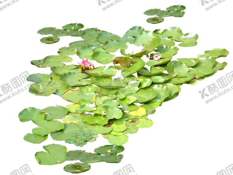 编号：82471010300642143149【酷图网】源文件下载-莲花素材