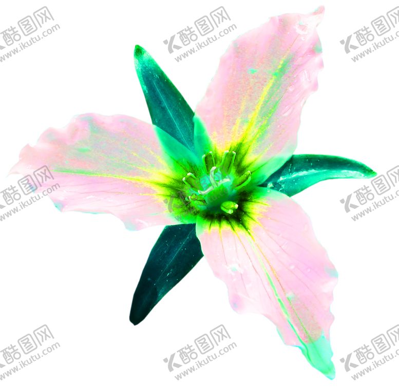 编号：62237807082232126467【酷图网】源文件下载-花素材