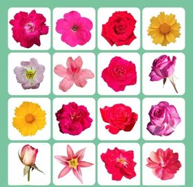 花朵花卉素材