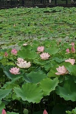 盛开荷花夏韵莲花