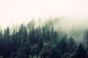山林绿色世界树叶丛