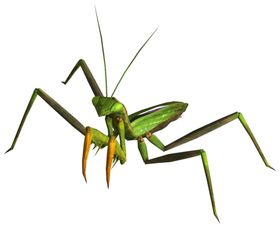 螳螂
