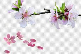 桃花桃花花枝花开花瓣