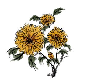 菊花装饰