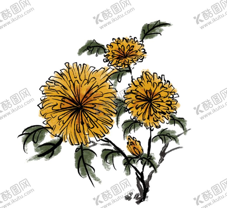 编号：52999906150035012104【酷图网】源文件下载-菊花装饰