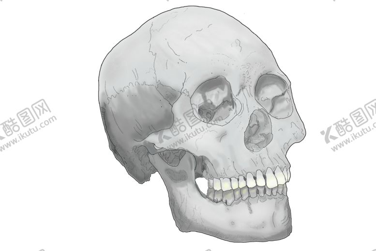 编号：37854610020825512769【酷图网】源文件下载-骷髅头