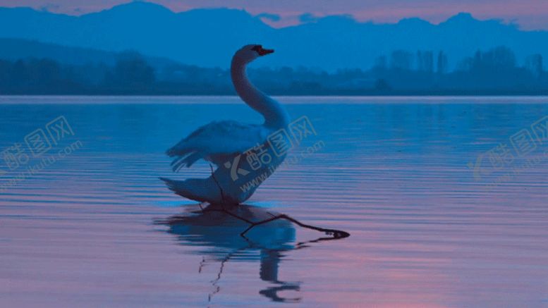 编号：56751110211821512712【酷图网】源文件下载-动态静图