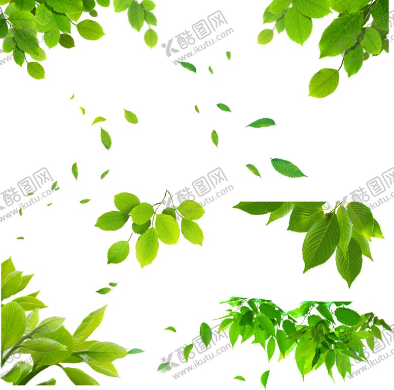 编号：32757710291741459386【酷图网】源文件下载-树叶飞落树叶