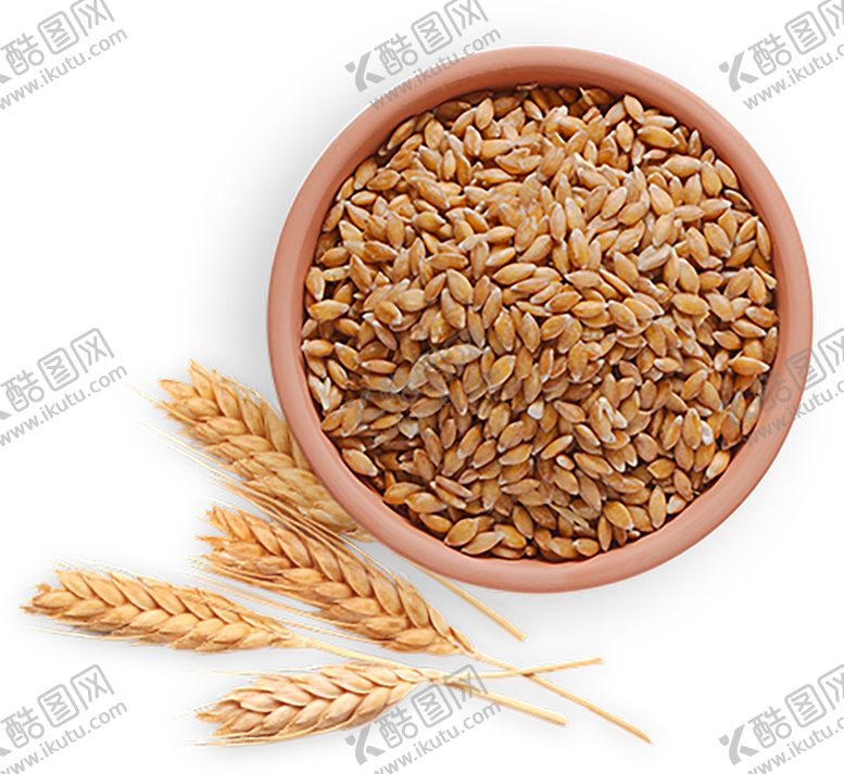 编号：83143410030932105157【酷图网】源文件下载-透明小麦png素材