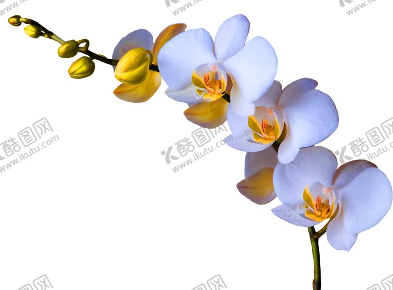 编号：91357306240338566859【酷图网】源文件下载-鲜花装饰