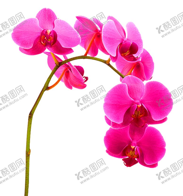 编号：87247309271819116726【酷图网】源文件下载-浪漫素材