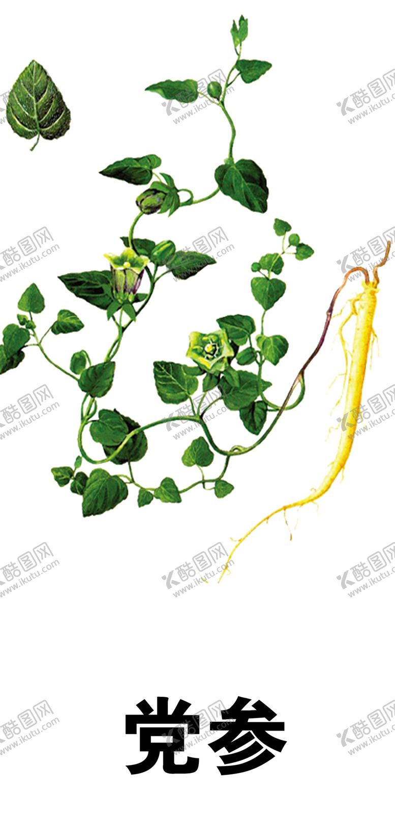 编号：37627504252300436709【酷图网】源文件下载-草本植物药材