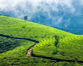 Ai矢量茶园背景