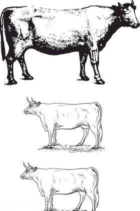 线描牛图案