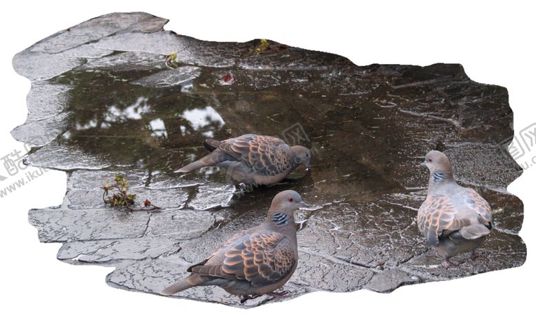 编号：99732209111914122319【酷图网】源文件下载-免扣植物素材图片