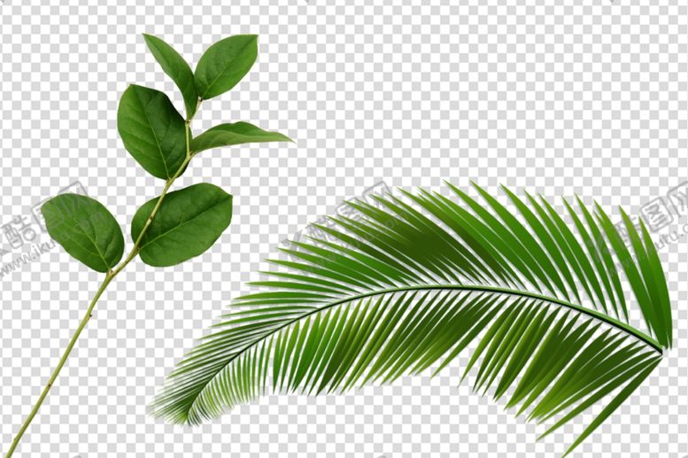 编号：46714810091711222705【酷图网】源文件下载-叶子树叶树枝枝叶