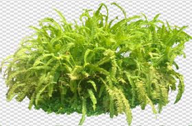 透明底植物