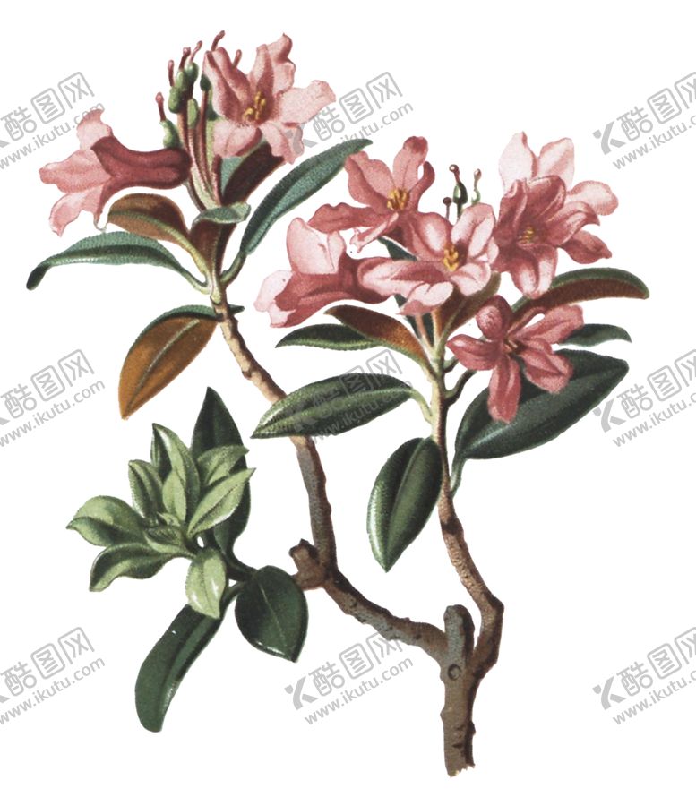 编号：70891707070408097111【酷图网】源文件下载-复古鲜花植物装饰图案