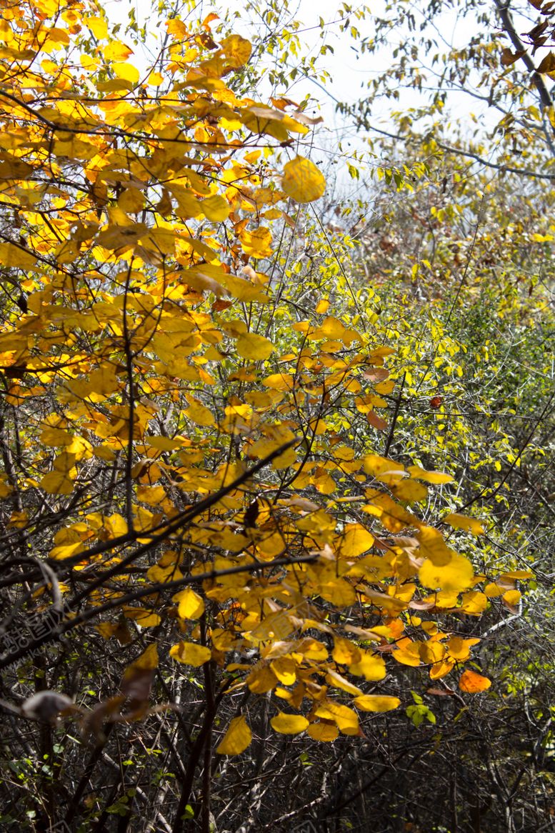 编号：51334810141202478589【酷图网】源文件下载-树叶