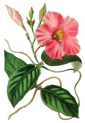 手绘花