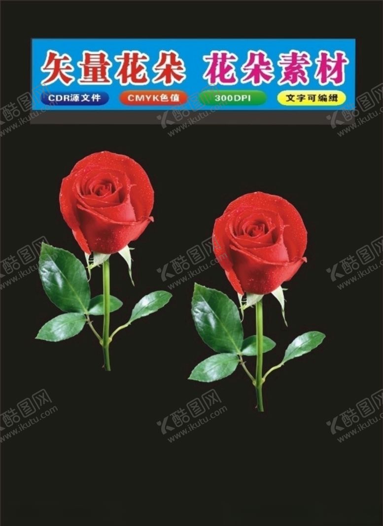 编号：75104909190631405195【酷图网】源文件下载-玫瑰花素材