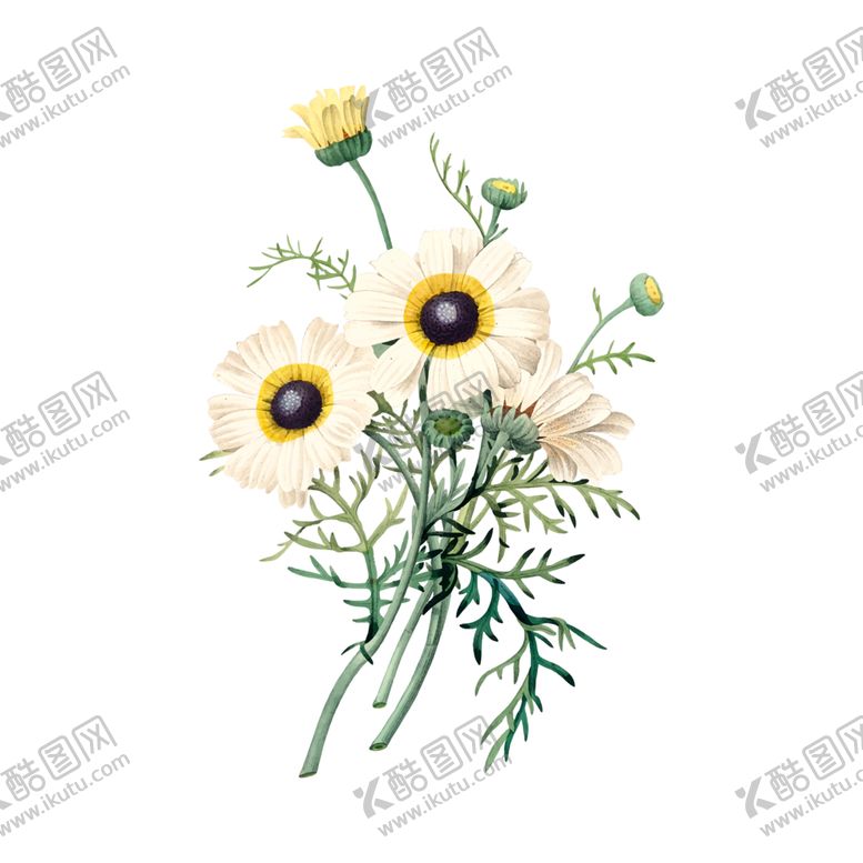 编号：75061005190044067130【酷图网】源文件下载-花卉插图