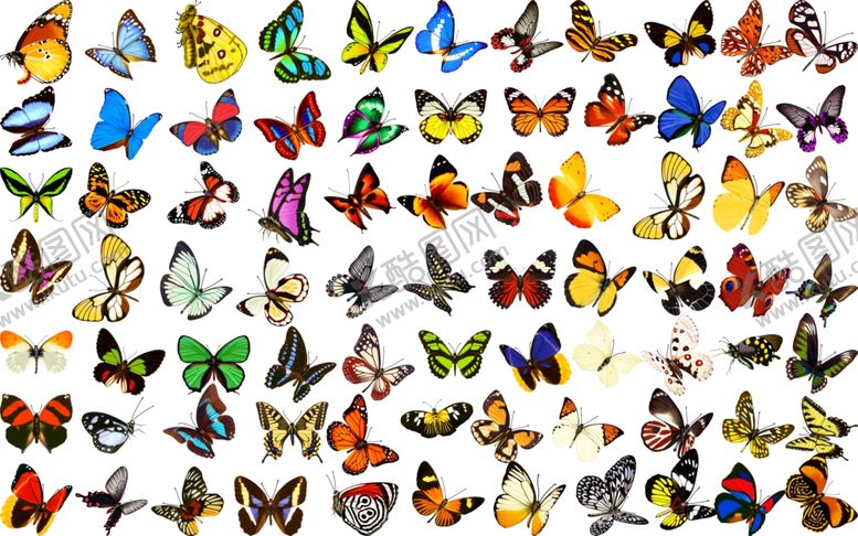 编号：92098110210443349173【酷图网】源文件下载-蝴蝶
