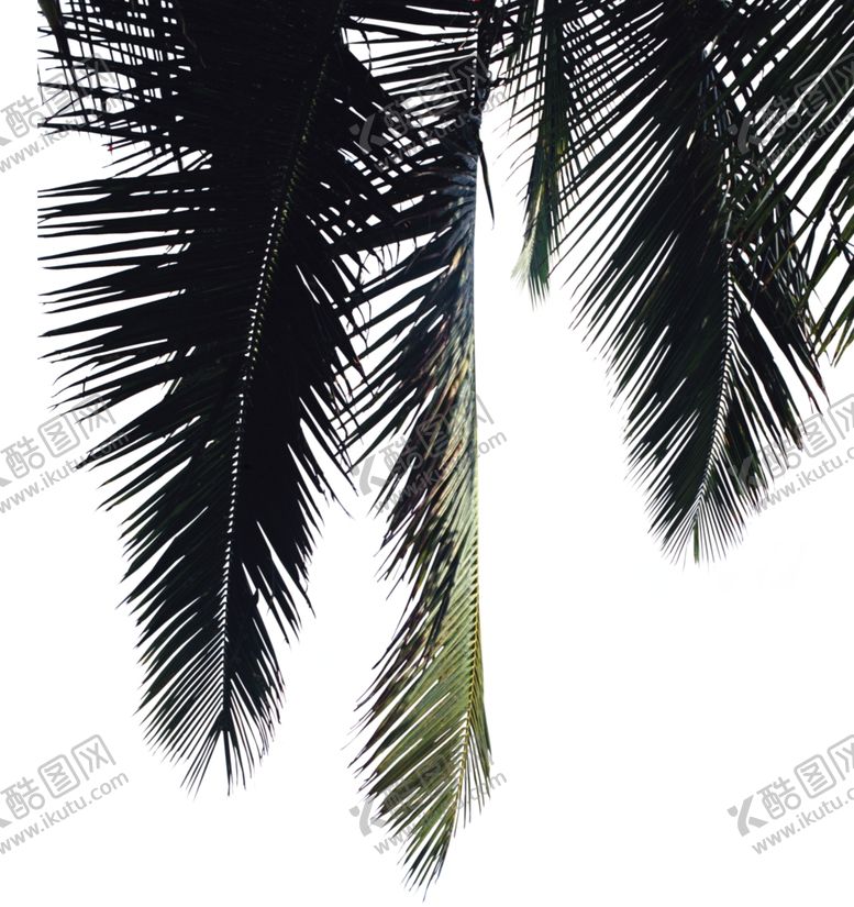 编号：65594410301740344010【酷图网】源文件下载-椰树