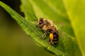 蜜蜂生物世界昆虫虫类摄影