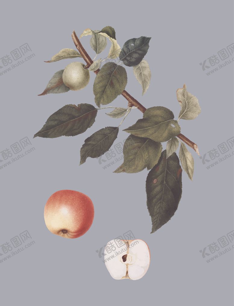编号：76230709220340379774【酷图网】源文件下载-水果