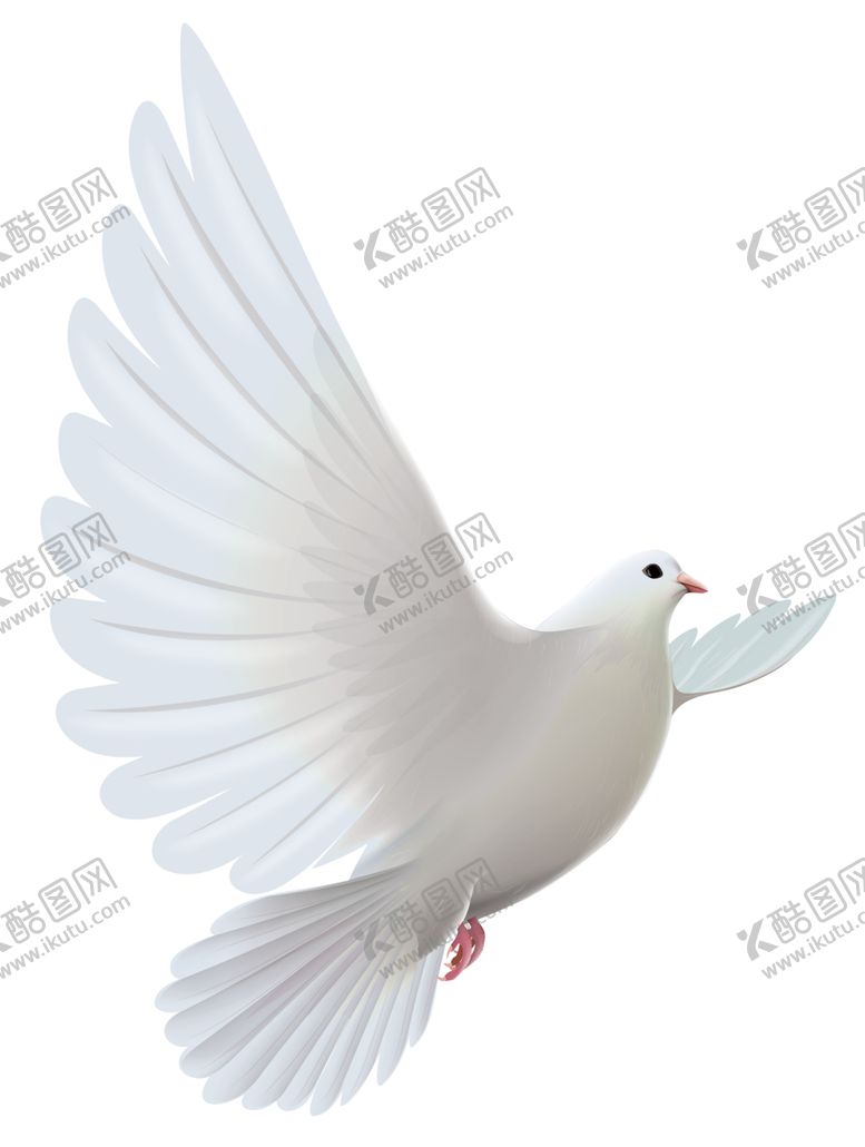 编号：52132906171758543898【酷图网】源文件下载-白鸽子