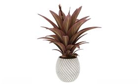 红色剑叶植物3d模型