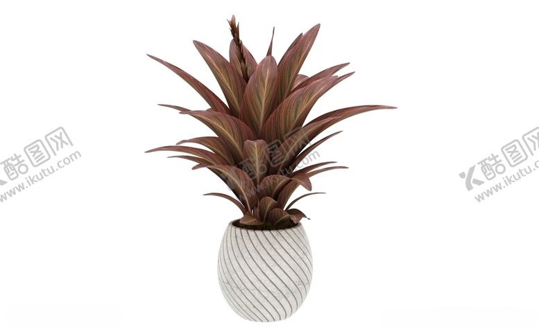 编号：36784310311429258457【酷图网】源文件下载-红色剑叶植物3d模型