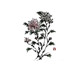 国画菊花  工笔画菊花