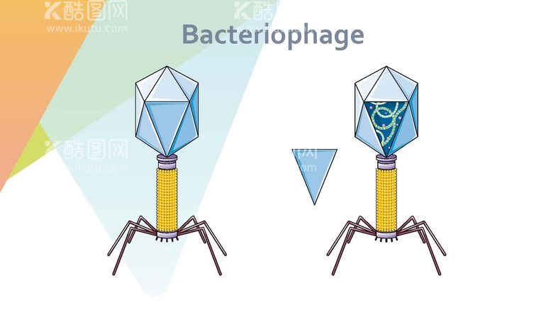 编号：50998411262320265412【酷图网】源文件下载-噬菌体