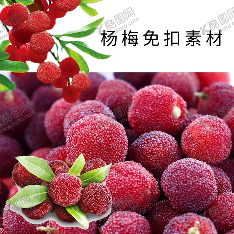 编号：66541507131706362169【酷图网】源文件下载-杨梅素材