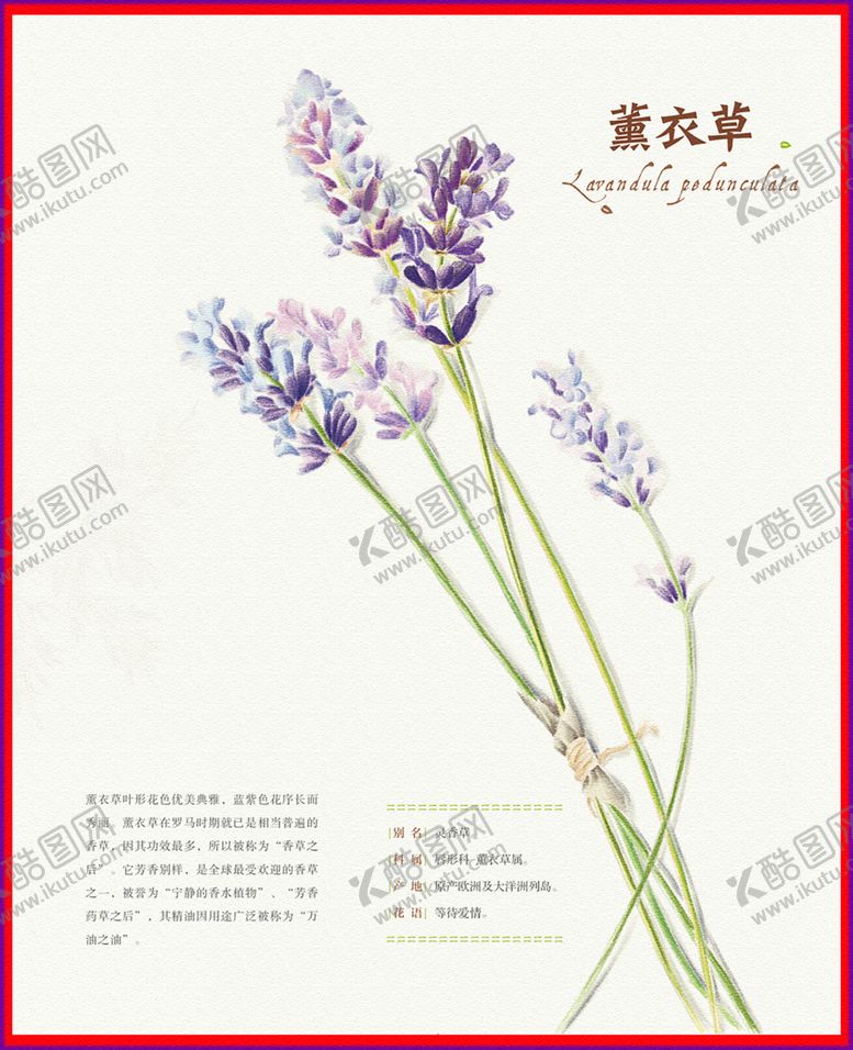 编号：99508905031610468285【酷图网】源文件下载-薰衣草