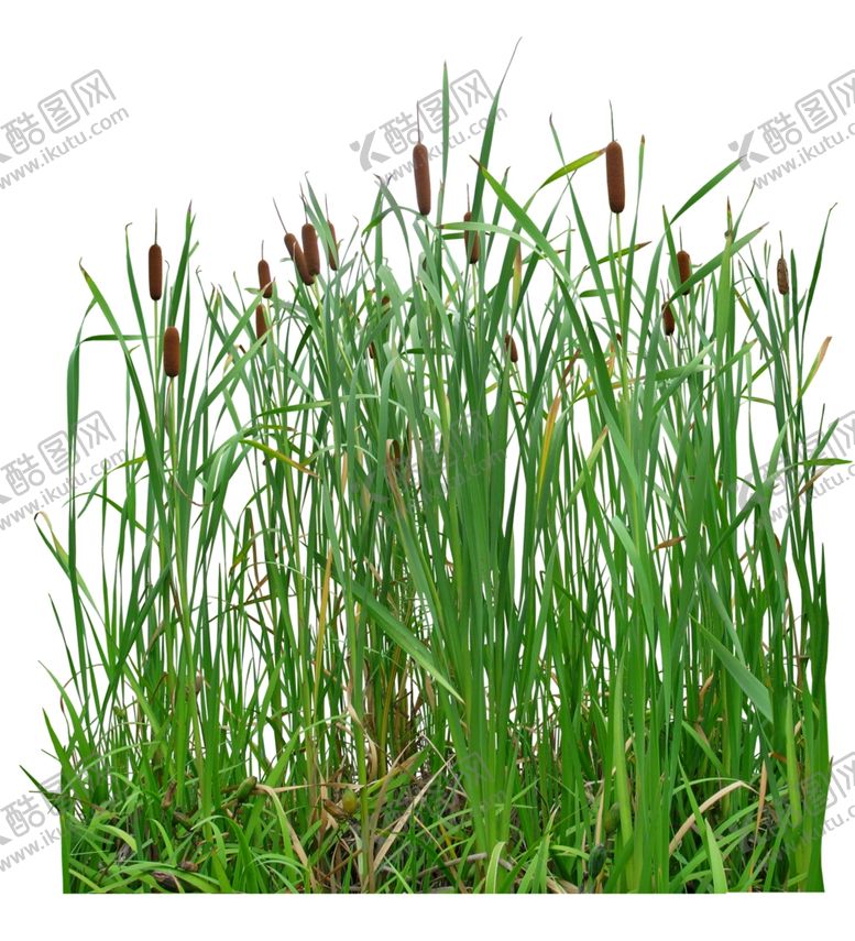 编号：61403209300812335650【酷图网】源文件下载-园林植物