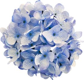 绣球花朵