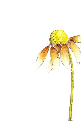 免抠背景干花枯花