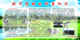 奶牛养殖
