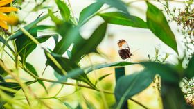 蝴蝶生物世界虫类昆虫