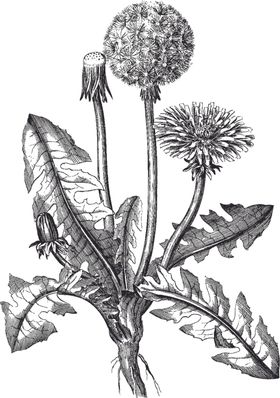 Ai矢量中草药素材