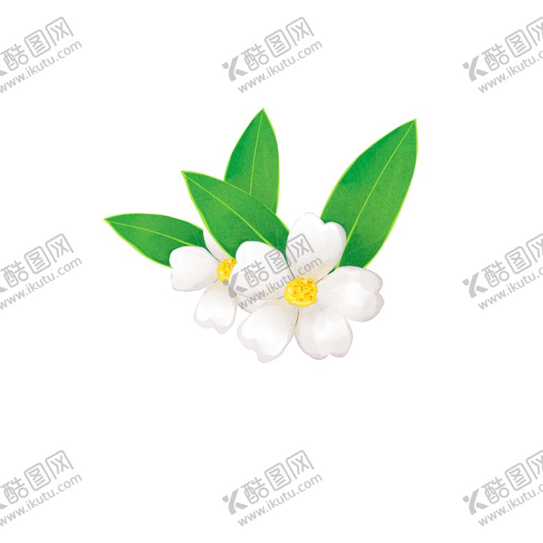 编号：97554302030623344162【酷图网】源文件下载-春季花卉白色山茶花装饰图案