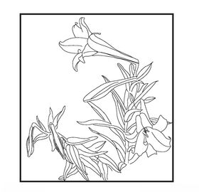 百合