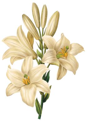 植物花卉油画装饰画