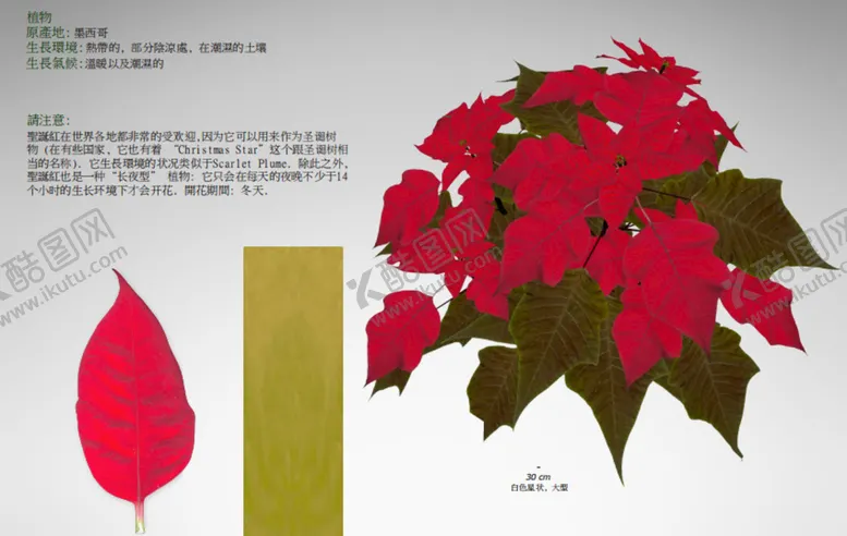 编号：71557901200556462147【酷图网】源文件下载-C4D模型 花朵  