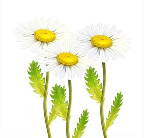 鲜花