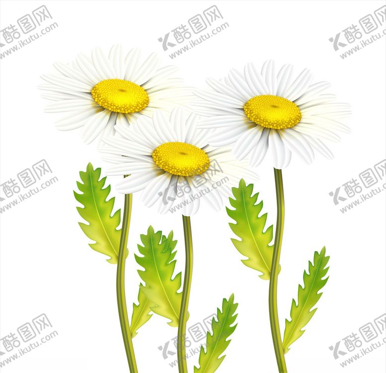 编号：84481805100510167443【酷图网】源文件下载-鲜花