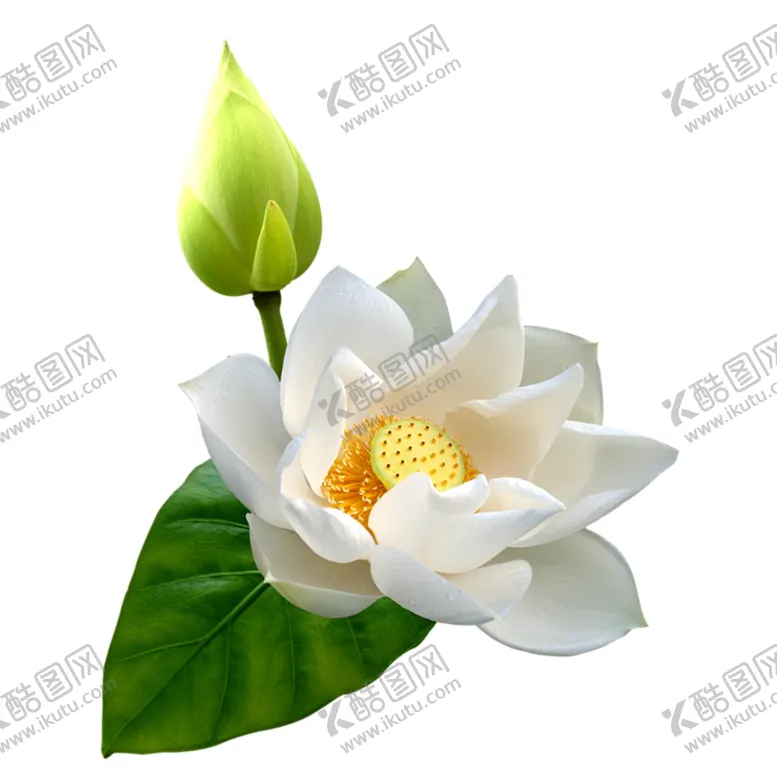 编号：94547901140253231557【酷图网】源文件下载-荷花素材